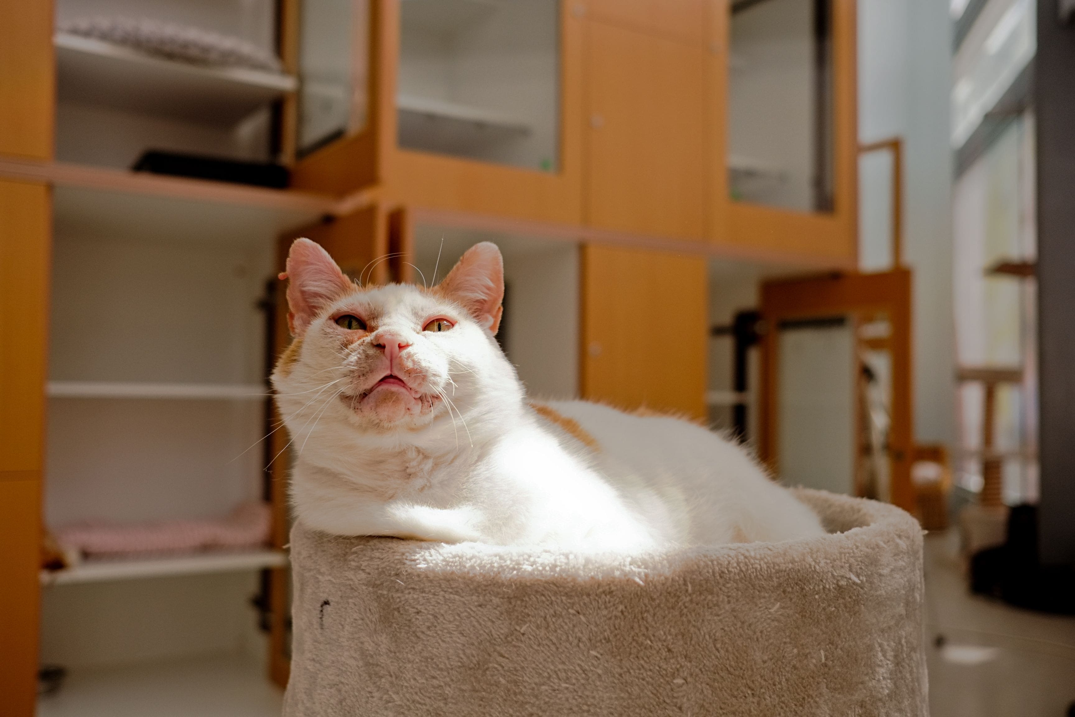 The Sanctuary Boarding Cattery